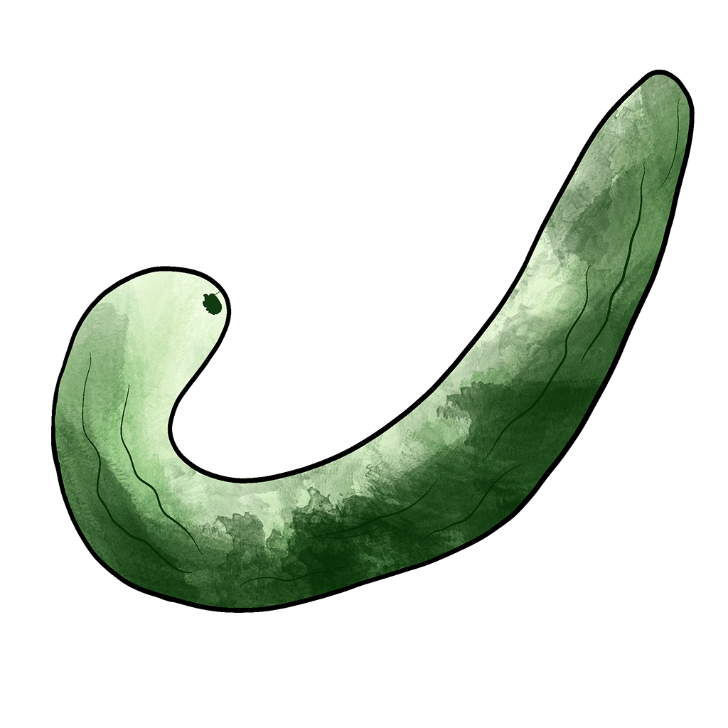 cucumber